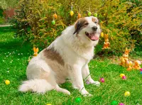 Saisons Canines, Educateur Canin, Comportementaliste