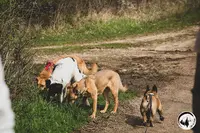 l'Ère du Chien