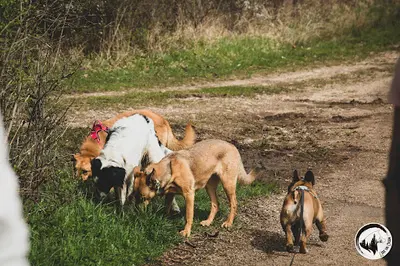 l'Ère du Chien