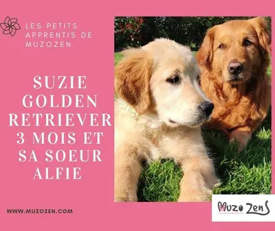 Muzozen Comportementaliste Chat et Chien-educateur Canin Garde À Domicile Chat et Lapin