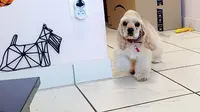 l'Art du Toilettage