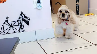 l'Art du Toilettage