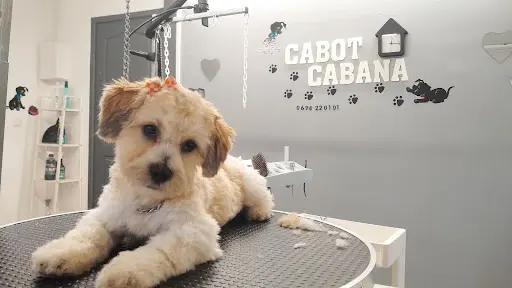Cabot Cabana