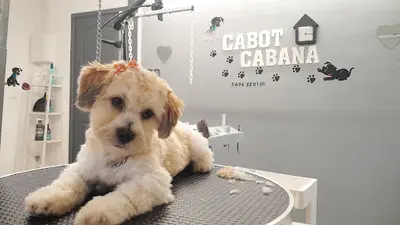Cabot Cabana