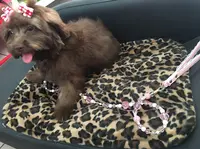 Peluche Institut Canin