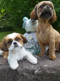 Esthéti Chiens
