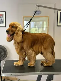 Au Beau Pelage