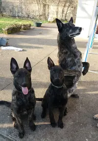 Cani Harmonie Éducation Canine Renageoise