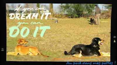 Au Poil Dans Mes Pattes !