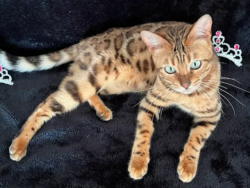 Chatterie Princess Bengal : Élevage de Chat Bengal, Vente de Chaton Bengal À Rennes en Bretagne France