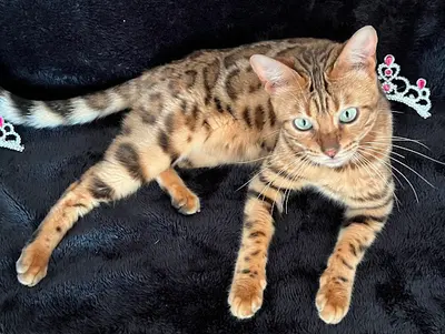 Chatterie Princess Bengal : Élevage de Chat Bengal, Vente de Chaton Bengal À Rennes en Bretagne France