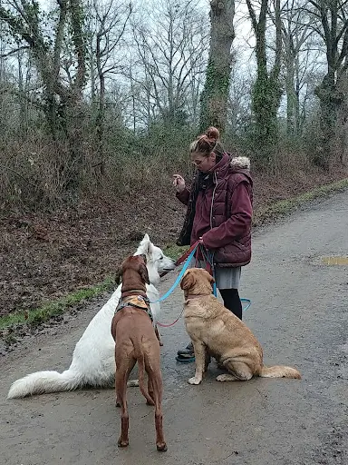Pension Canine - Popo la Bonne Patte