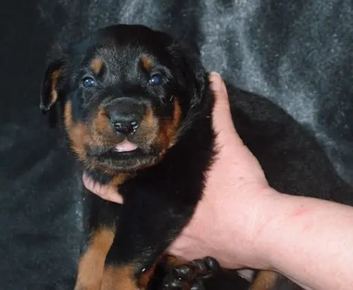 Élevage des Petits Charlots, Beaucerons et Cavaliers Lof, Aveyron