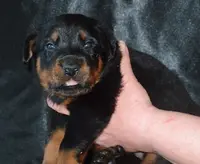 Élevage des Petits Charlots, Beaucerons et Cavaliers Lof, Aveyron