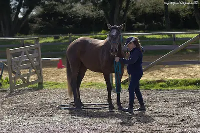 Equi Harmonie