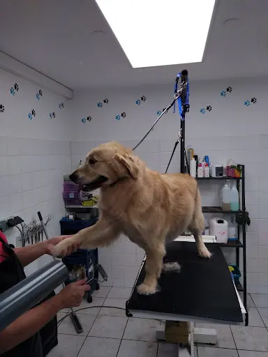 Dog Star