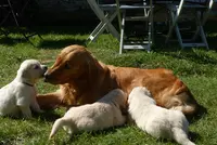 Elevage Canin Golden Retriever - Ferme de Belledonne