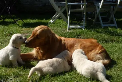 Elevage Canin Golden Retriever - Ferme de Belledonne