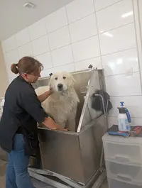 Paus Canine