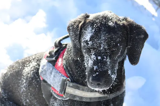 Un Caractére de Chien
