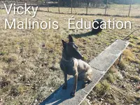 Education Canine. Jean-luc Agostini.04150 Revest des Brousses.