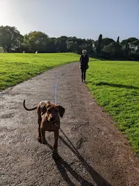 Smart Dogs : l'Éducation Canine Sympa et Ludique