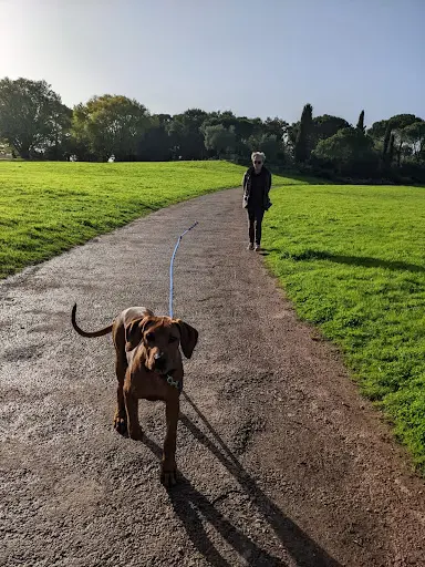 Smart Dogs : l'Éducation Canine Sympa et Ludique