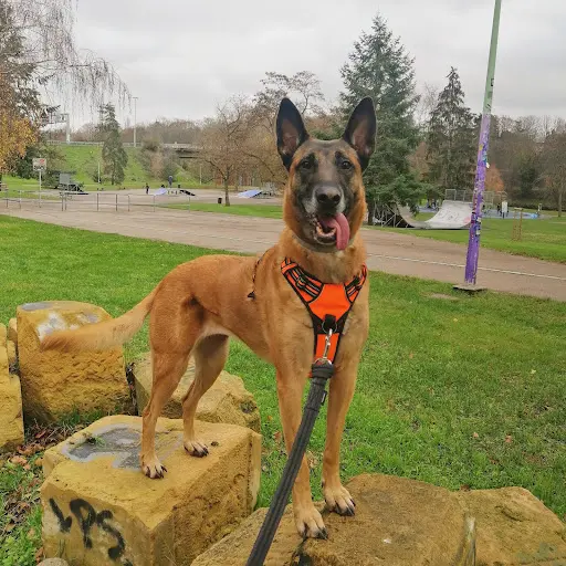 Hom Animo - Éducateur Canin - Comportementaliste