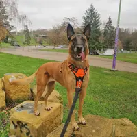 Hom Animo - Éducateur Canin - Comportementaliste