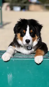 Golden Retriever & Berger Australien - Sarmizegetusa Regia