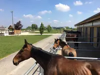 Pg Team - Equitation Centre Equestre Ribeauvillé