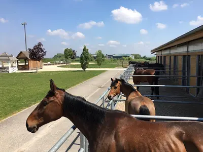 Pg Team - Equitation Centre Equestre Ribeauvillé