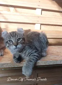Elevage de Chats Rares et Exotiques, Highland Lynx et Jaguarundi Curl