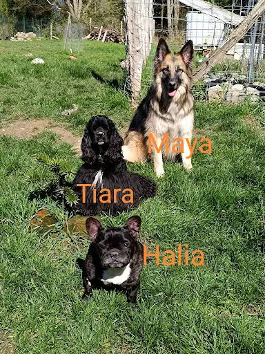 Halia et Compagnie