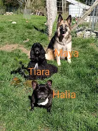 Halia et Compagnie