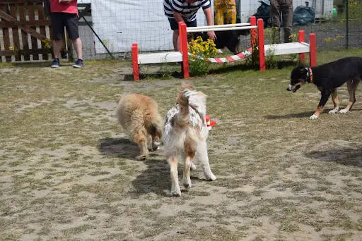 Club Éducation Canine de Rieulay