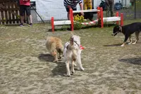 Club Éducation Canine de Rieulay