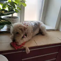 Toilettage Amour de Chien