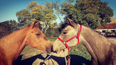 Lpk Dream Horse