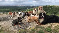 Dog Team