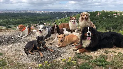 Dog Team
