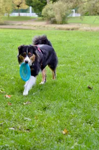 Dog Tor