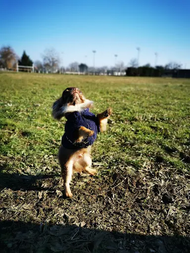 Truff Me · Éducation Canine · Comportementaliste