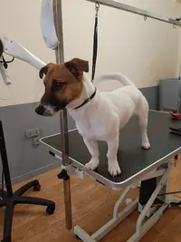 Au Bien Être des Chiens