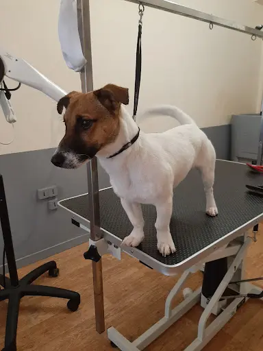 Au Bien Être des Chiens