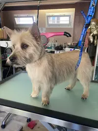Quatre Pattes Beauté