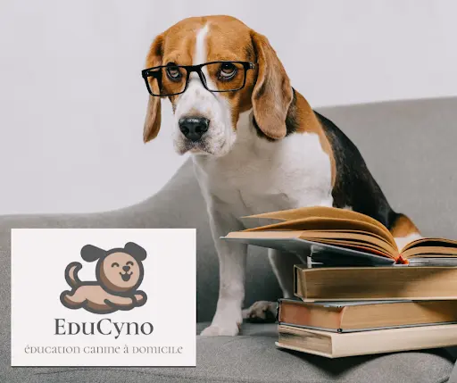 Educyno Éducation Canine À Domicile