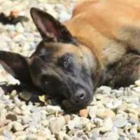 Pension Canine