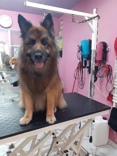 Au Chien Coquet | Toilettage Canin