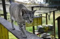 Pension Pour Chat la Feliniere
